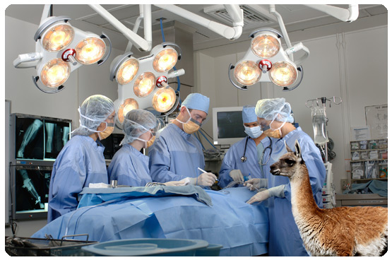 Llama in Surgery